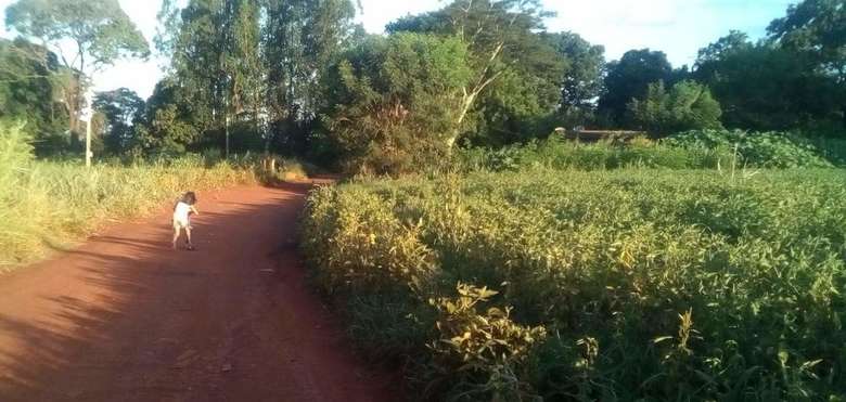 indigena lavoura agrotoxico saude